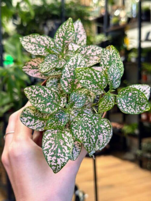 Pink Hypoestes Phyllostachya Polka Dot Plant in 8cm pot. Held up to camera with blurry houseplants in background of store