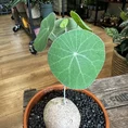 stephania erecta caudex plant terracotta 18cm pot large