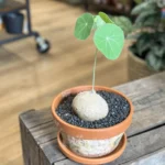 Stephania Erecta Caudex Plant Large Terracotta 18cm pot