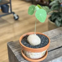 Stephania Erecta Caudex Plant in 18cm terracotta pot on wooden table