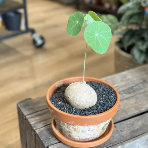 Stephania Erecta Caudex Plant in 18cm terracotta pot on wooden table