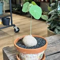 stephania erecta caudex plant terracotta 18cm pot large