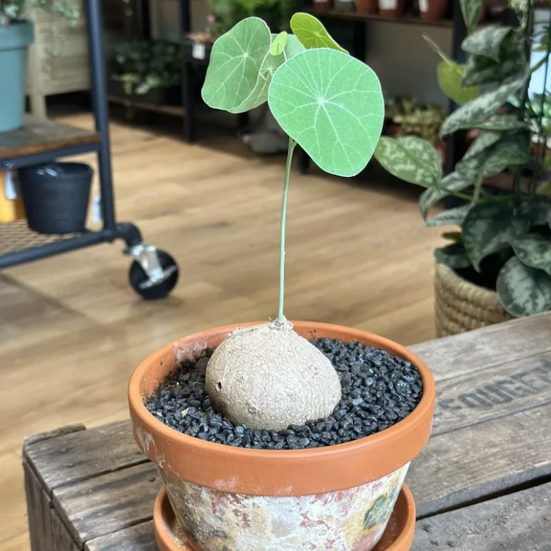 stephania erecta caudex plant terracotta 18cm pot large stephania erecta caudex plant terracotta 18cm pot large