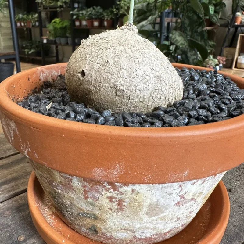 stephania erecta caudex plant terracotta 18cm pot large stephania erecta caudex plant terracotta 18cm pot large