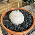 stephania erecta caudex plant terracotta 18cm pot large