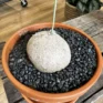 stephania erecta caudex plant terracotta 18cm pot large