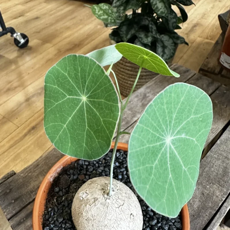 stephania erecta caudex plant terracotta 18cm pot large stephania erecta caudex plant terracotta 18cm pot large