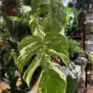stephania erecta caudex plant terracotta 18cm pot large