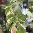 stephania erecta caudex plant terracotta 18cm pot large