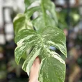 stephania erecta caudex plant terracotta 18cm pot large