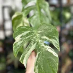 Variegated Monstera Albo Cutting