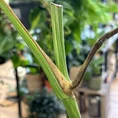 stephania erecta caudex plant terracotta 18cm pot large