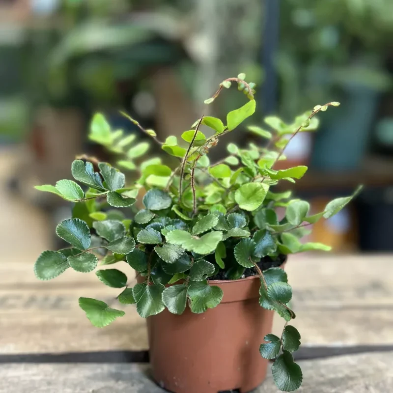 pellaea rotundifolia cliff brack new zealand fern pellaea rotundifolia cliff brack new zealand fern