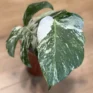 small variegated monstera albo 17cm pot