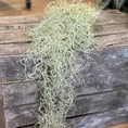 spanish moss air plant tillandsia usneoides 40 50cm