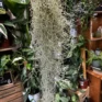spanish moss air plant tillandsia usneoides 40 50cm