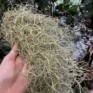 spanish moss air plant tillandsia usneoides 40 50cm
