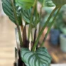 calathea orbifolia prayer plant 14cm pot