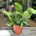 crocodile fern microsorum musifolium crocodyllus 12cm pot
