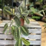 maranta leuconeura fascinator prayer plant 12cm pot