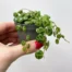 perperomia prostata string of turtles house plant help up to camera with a white background
