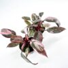Philodendron Pink Princess
