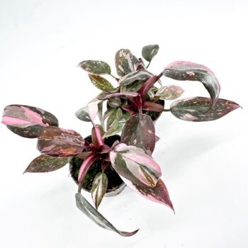 Vibrant houseplant with striking green and pink leaves in a simple pot, enhancing indoor aesthetics.