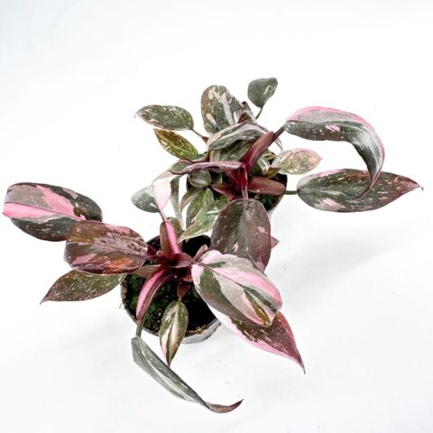 Vibrant houseplant with striking green and pink leaves in a simple pot, enhancing indoor aesthetics.