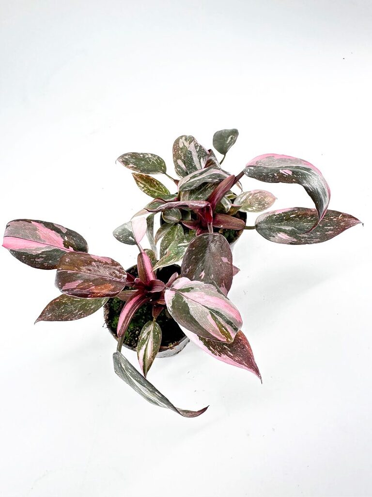 Vibrant houseplant with striking green and pink leaves in a simple pot, enhancing indoor aesthetics.