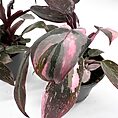 Vibrant Philodendron Pink Princess plants with glossy marbled pink and green leaves.