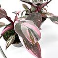 Vibrant potted plants with green and pink variegated leaves in minimalist setting.