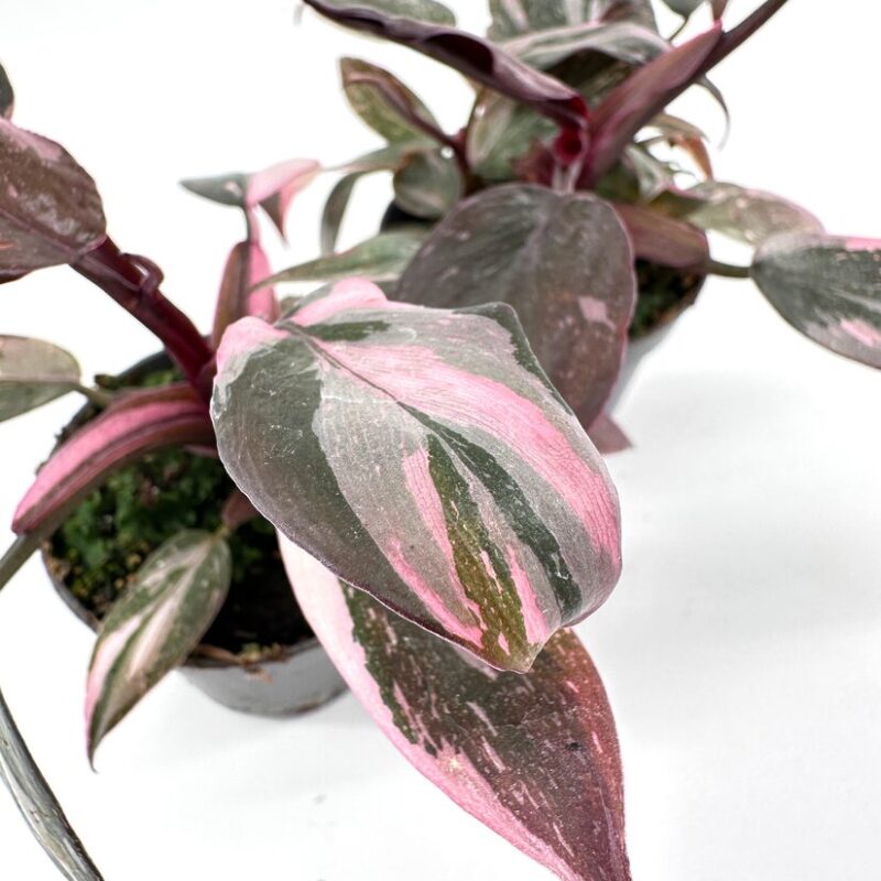 Vibrant Green and Pink Variegated Potted Plants Vibrant potted plants with green and pink variegated leaves in minimalist setting.