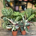 Group of Calathea Prayer Plant in 7cm pots on wooden table with blurry houseplants in background.