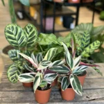 Calathea Prayer Plant 7cm pot