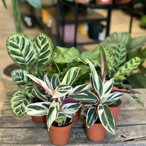 Group of Calathea Prayer Plant in 7cm pots on wooden table with blurry houseplants in background.