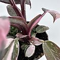 Vibrant houseplant with glossy variegated leaves in pink and green hues, showcasing natural elegance.