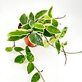 Vibrant green plant with variegated leaves in a terracotta pot against a white background.