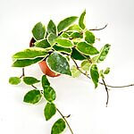 Hoya Carnosa Albomarginata Krimson Queen Wax