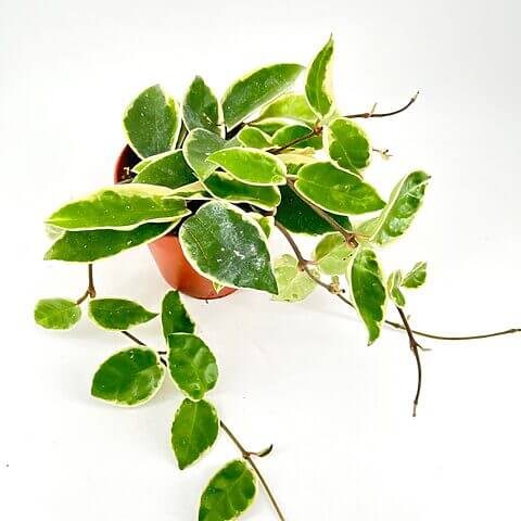 Vibrant green plant with variegated leaves in a terracotta pot against a white background.