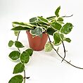 Variegated houseplant with green and white leaves in terracotta pot on white background.