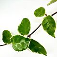 Close-up of heart-shaped green leaves with variegated edges against a neutral background.