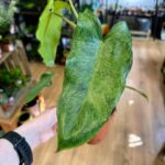 Philodendron Paraiso Verde Variegated Aroid 12cm pot