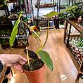 IMG_3531