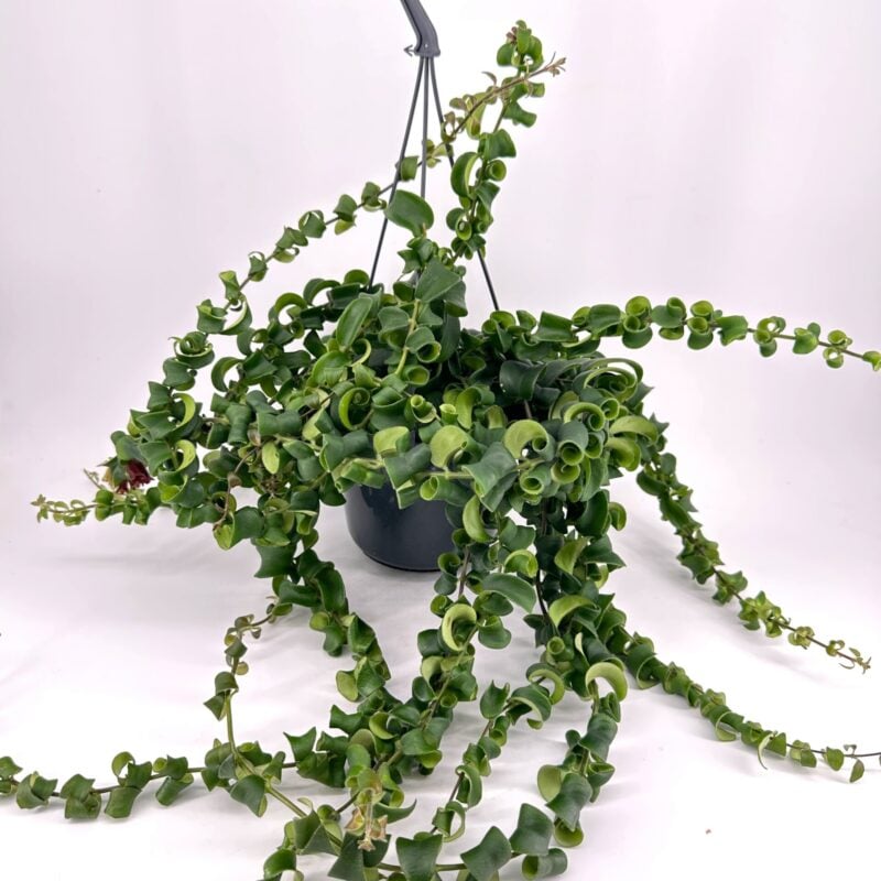 Aeschynanthus Rasta Lipstick Plant Aeschynanthus Rasta Lipstick Plant