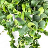 Aeschynanthus Rasta Lipstick Plant