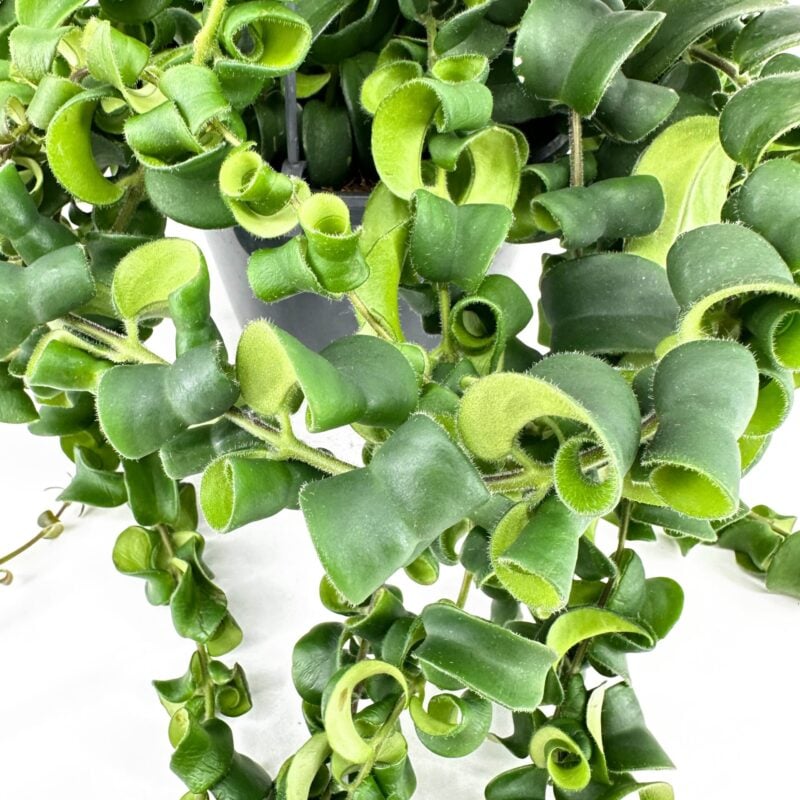 Aeschynanthus Rasta Lipstick Plant Aeschynanthus Rasta Lipstick Plant