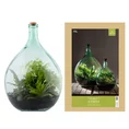eco large closed terrarium glass container cork lid (copy)