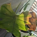 cheese plant black bugs damaged leaves