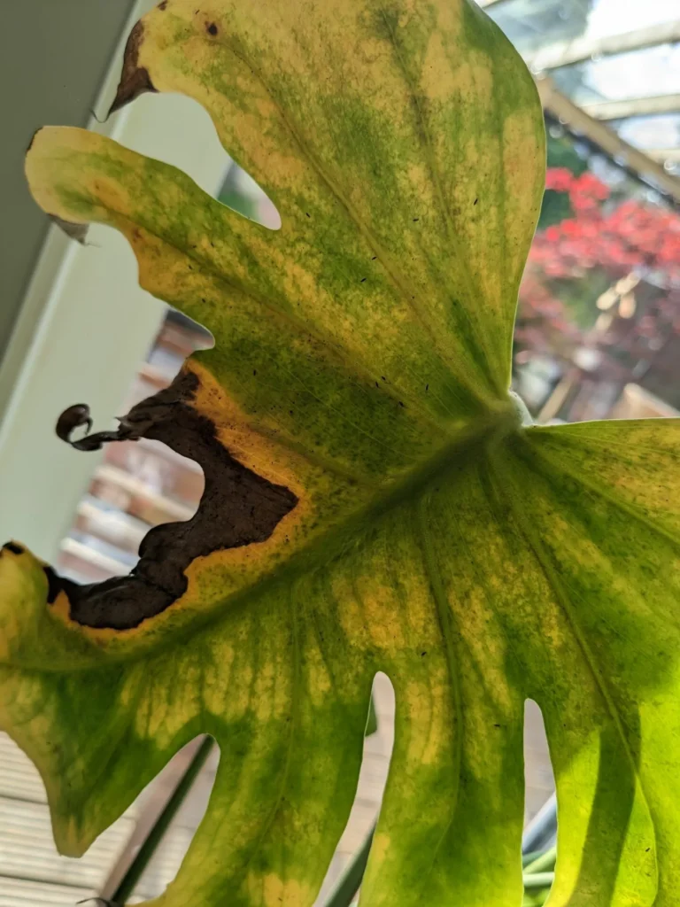 close up large cheese plant damaged leaf due to pests
