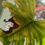 close up large cheese plant damaged leaf due to pests